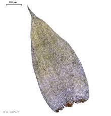 Attēlu rezultāti vaicājumam “Pseudotaxiphyllum elegans”