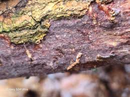 Attēlu rezultāti vaicājumam “Vuilleminia comedens”