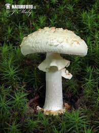 Attēlu rezultāti vaicājumam “Amanita citrina”