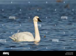 Attēlu rezultāti vaicājumam “Cygnus columbianus”