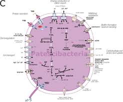 Image result for Vazella pourtalesii