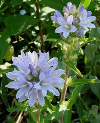 Image result for Campanula moesiaca