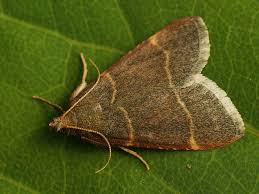 Attēlu rezultāti vaicājumam “Hypsopygia glaucinalis”