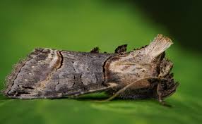 Attēlu rezultāti vaicājumam “Abrostola triplasia”