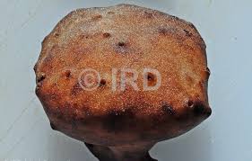 Attēlu rezultāti vaicājumam “Spongia”