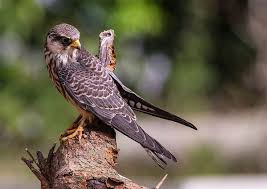 Image result for Falco amurensis
