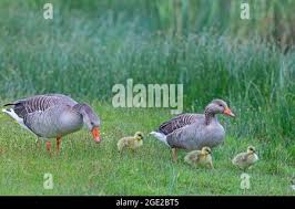 Attēlu rezultāti vaicājumam “Anser anser juvenile”