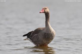 Attēlu rezultāti vaicājumam “Anser anser”