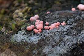 Attēlu rezultāti vaicājumam “Lycogala persicum macro”