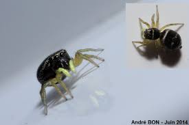 Attēlu rezultāti vaicājumam “Heliophanus sp.”