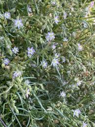 Attēlu rezultāti vaicājumam “Spergularia marina”