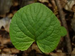 Attēlu rezultāti vaicājumam “Viola mirabilis”