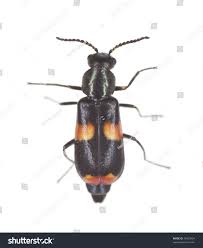 Attēlu rezultāti vaicājumam “Anthocomus fasciatus”