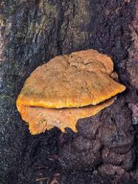 Attēlu rezultāti vaicājumam “Hapalopilus croceus”