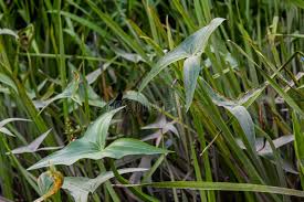 Attēlu rezultāti vaicājumam “Sagittaria sagittifolia leaf”