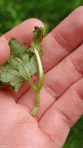 Attēlu rezultāti vaicājumam “Tranzschelia pruni-spinosae spores”