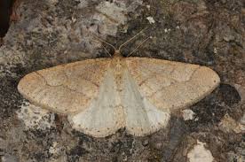 Attēlu rezultāti vaicājumam “Agriopis marginaria”