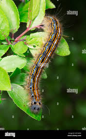 Attēlu rezultāti vaicājumam “Malacosoma neustria”