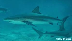 Image result for Carcharhinus perezii
