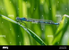 Attēlu rezultāti vaicājumam “Coenagrion puella male”