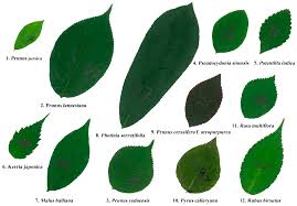 Attēlu rezultāti vaicājumam “Rosaceae”