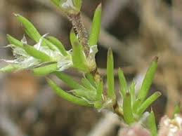 Attēlu rezultāti vaicājumam “Spergularia marina bud”