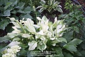 Image result for Hosta White Feather