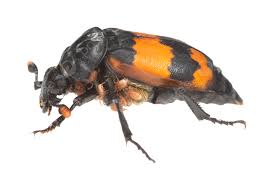 Attēlu rezultāti vaicājumam “Nicrophorus investigator imago”