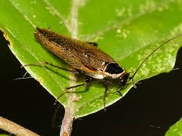 Attēlu rezultāti vaicājumam “Ectobius sylvestris”