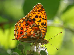 Attēlu rezultāti vaicājumam “Argynnis adippe”