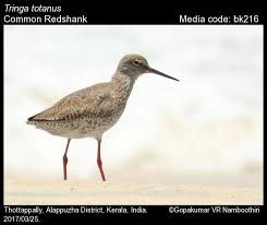 Attēlu rezultāti vaicājumam “Tringa totanus”