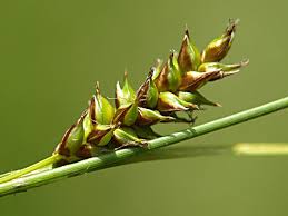 Attēlu rezultāti vaicājumam “Carex hostiana”