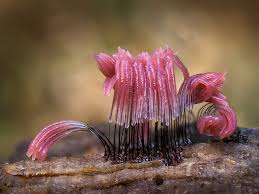 Attēlu rezultāti vaicājumam “Physarum psittacinum”