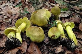 Attēlu rezultāti vaicājumam “Tricholoma flavovirens”