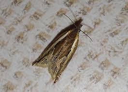 Attēlu rezultāti vaicājumam “Ancylis apicella”