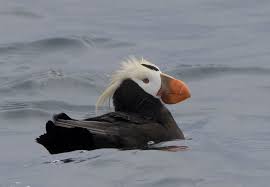 Image result for Fratercula cirrhata