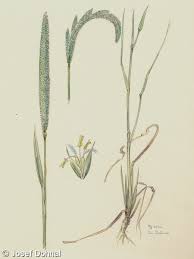 Attēlu rezultāti vaicājumam “Phleum phleoides fruit”