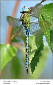 Attēlu rezultāti vaicājumam “Aeshna viridis”