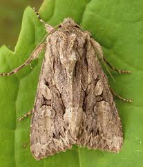 Attēlu rezultāti vaicājumam “Apamea monoglypha”