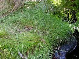 Attēlu rezultāti vaicājumam “Festuca rubra subsp. rubra fruit”