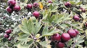 Attēlu rezultāti vaicājumam “Crataegus persimilis fruit”