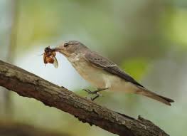 Attēlu rezultāti vaicājumam “Muscicapa striata juvenile”