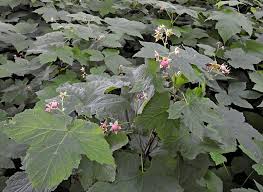 Attēlu rezultāti vaicājumam “xComagaria rosea  flower”