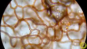 Attēlu rezultāti vaicājumam “Arcyria affinis”