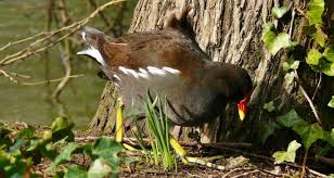 Attēlu rezultāti vaicājumam “Gallinula chloropus”