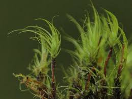 Attēlu rezultāti vaicājumam “Dicranodontium denudatum”