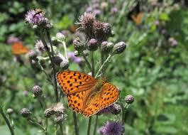 Attēlu rezultāti vaicājumam “Argynnis adippe underside”