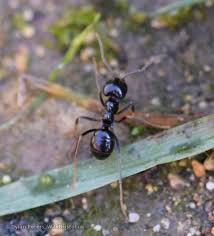 Attēlu rezultāti vaicājumam “Lasius fuliginosus”