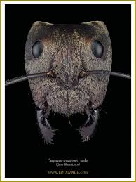 Attēlu rezultāti vaicājumam “Diderma cinereum macro”