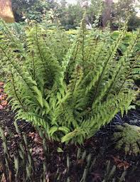 Attēlu rezultāti vaicājumam “Dryopteris affinis”